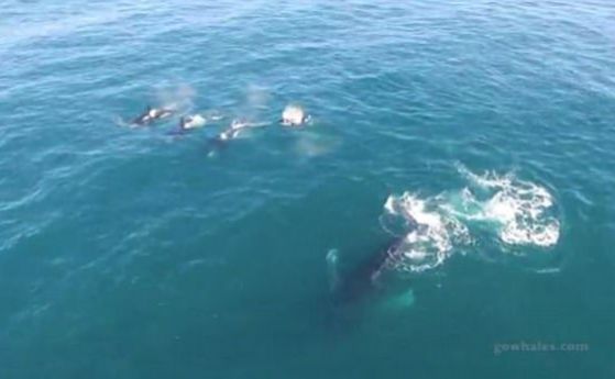 Гърбати китове защитават сиви китове от нападение на косатки (видео)