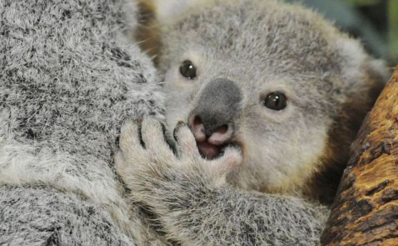 Малката коала Джоуи излезе от торбичката на майка си