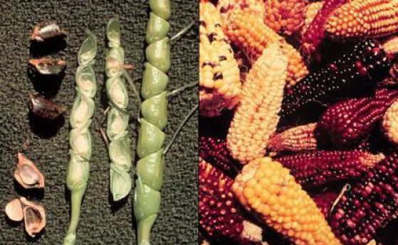 Историята на съвременната царевица - от НЛО до генетиката