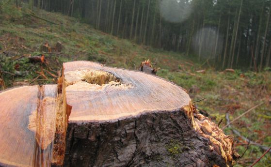 Как да опазим горите и да защитим интереса на гражданите