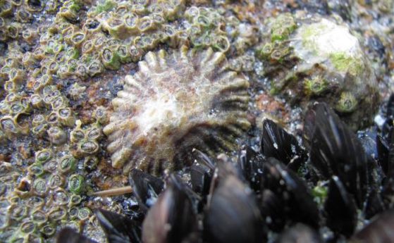 Най-здравият биологичен материал бе открит в зъбите на морски охлюв