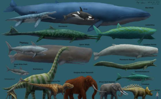 Кои са най-големите животни, обитаващи океана?