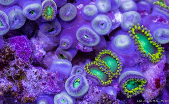 В микросвета на океанската фауна