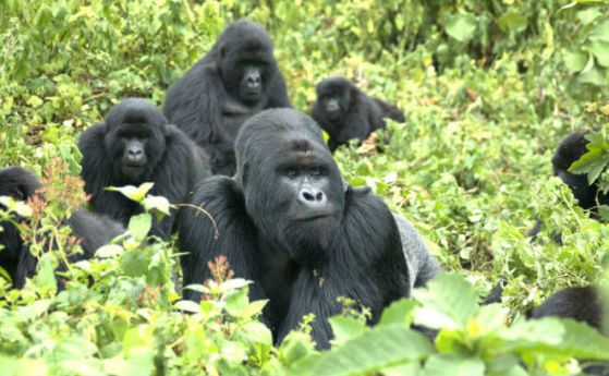 Планинските горили няма да изчезнат заради близкородственото кръстосване