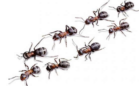 Защо мравките не попадат в задръствания (видео)