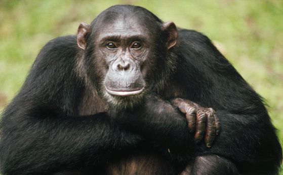 Дело в Ню Йорк за "човешките права" на маймуни