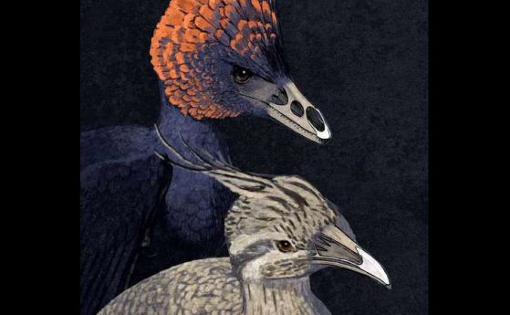 Как динозавърските муцуни са се превърнали в птичи човки