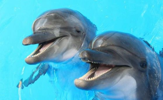Празник в Поморие за деня на делфините