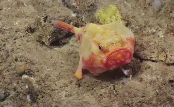 Видео с неизвестни дълбоководни видове край Пуерто Рико