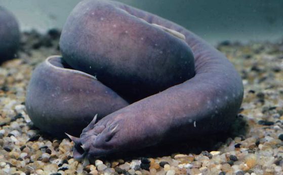 Искате ли в океаните да има само лигави, подобни на тлъсти червеи риби? 
