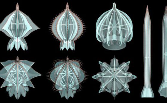 В океана преди половин милиард години са плували медузи със скелет