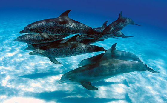 Делфини от два различни вида са забелязани да се чифтосват край Бахамите