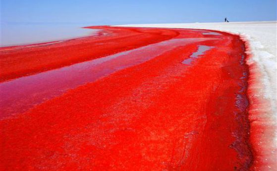 Езерото Туз в Турция се оцвети в червено. Долетяха фламинго