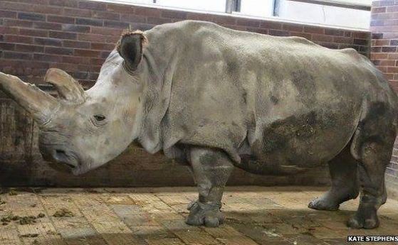 Почина един от петте последни северни бели носорози в света