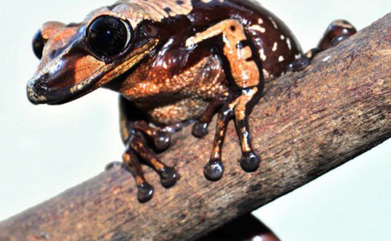 Открити са два вида жаби, способни да впръскват отрова със жило