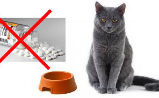 Защо аспиринът е отровен за котки