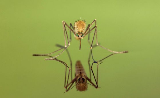Как комарът успява да ходи по вода