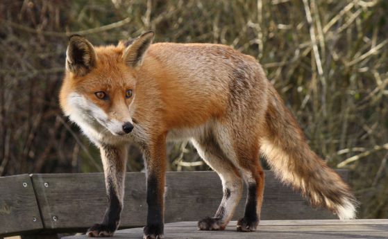 Място за докторант в Австралия за изследване на екологията на европейската червена лисица