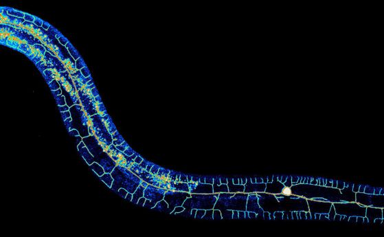 Два неврона карат мъжките червеи да предпочитат секса