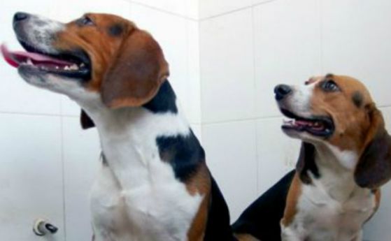 Първите генетично модифицирани кучета са отглеждани в Китай 