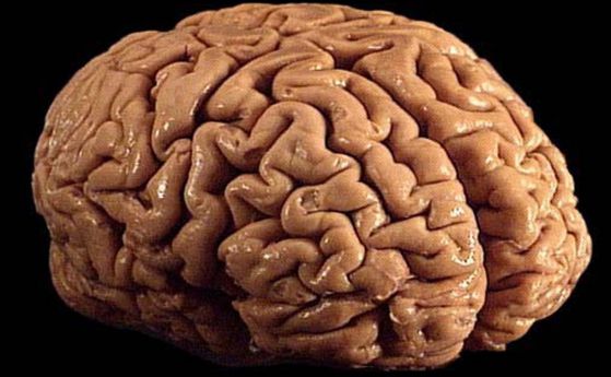 Защо полукълбата на мозъка са две?