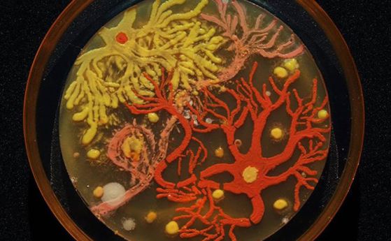 Бактериите могат да създават безсмъртни шедьоври