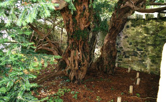 Най-старото дърво във Великобритания сменя пола си