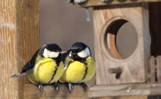 Птички избират да не се хранят само и само да останат близо до партньорите си