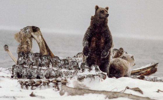 Мечките гризли прогонват белите мечки от важни хранителни източници