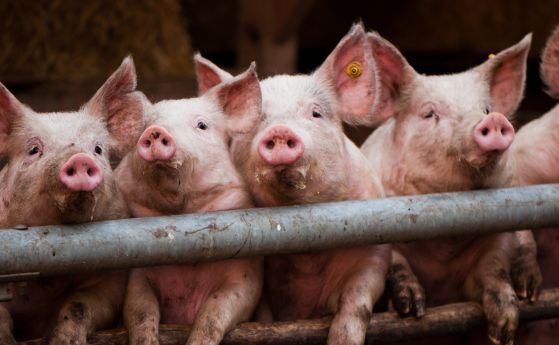 Китайски лекари са присадили на пациент изкуствена свинска роговица