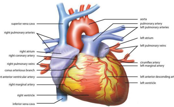 Японски учени могат да измерват сърдечния ритъм безжично