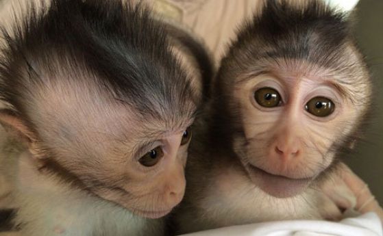 Генетично модифицирани маймуни аутисти предават заболяването си по наследство
