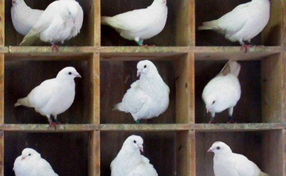 Нов парадокс в квантовата механика - три гълъба в два гълъбарника