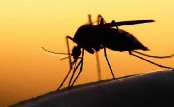 ГМО комарите ли са виновни за избухването на Зика в Южна Америка?