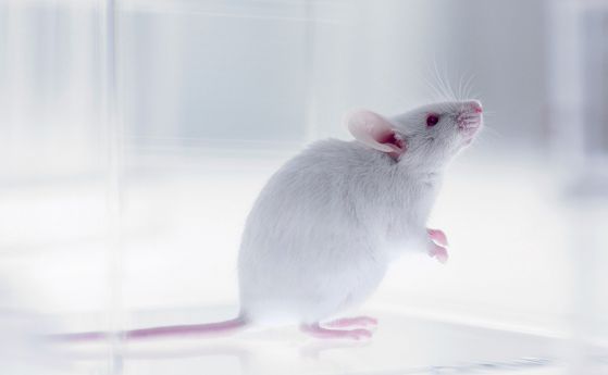 Мишките живеят 25-35% по-дълго, ако се отстранят "износените" клетки (видео)