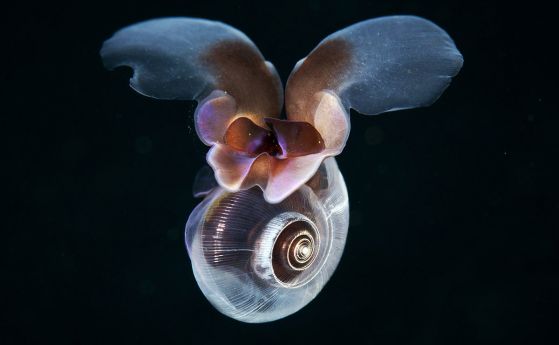 Морски охлюв "лети" като пеперуда под водата (видео)