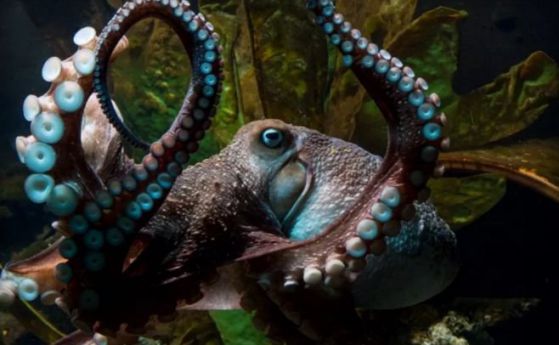Новозеландски октопод прави епично бягство към свободата (видео)