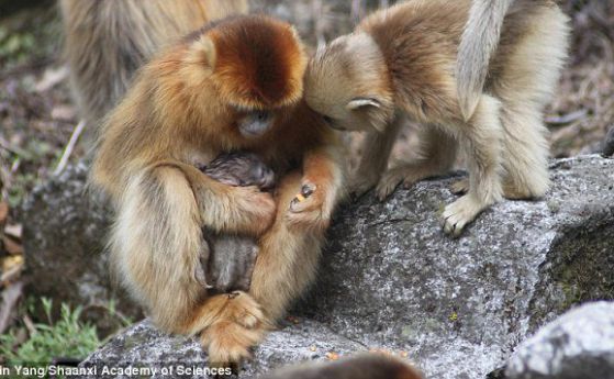 За пръв път са наблюдавани маймуни акушерки