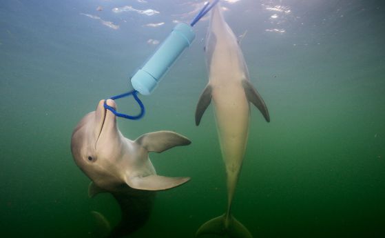 Делфините да решават проблемите си заедно като комуникират помежду си
