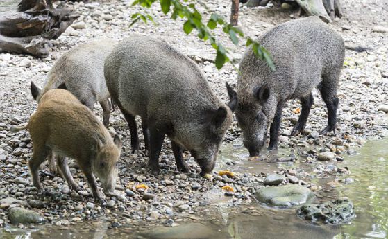Диви прасета в швейцарски зоопарк си мият храната (видео)