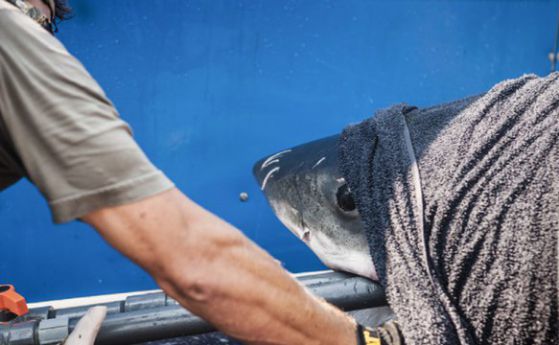 Kickstarter кампания ще спасява голямата бяла акула (видео)