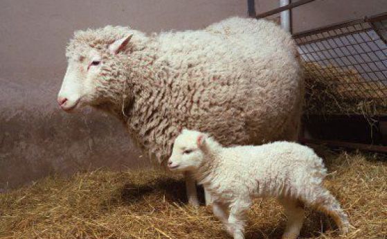 Какво се случва с братята и сестрите на овцата Доли?