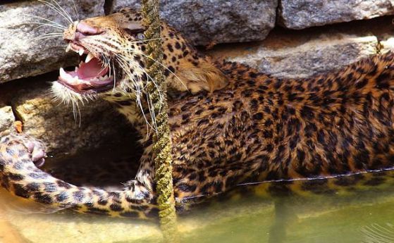Спасяване на леопард, паднал в кладенец (видео)