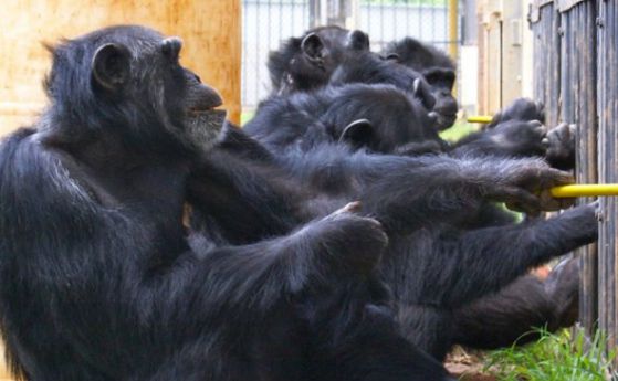 Шимпанзетата поощряват сътрудничеството и наказват тарикатите