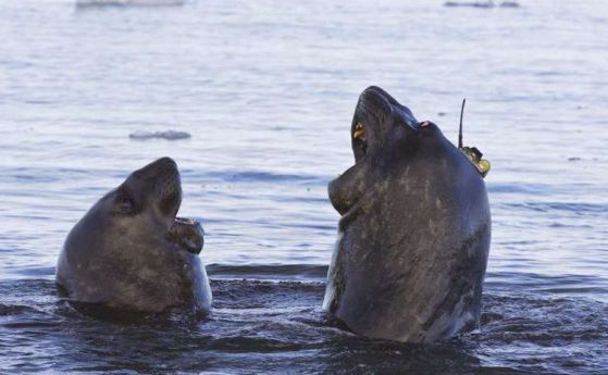 Морските слонове помагат на учените решат една от тайните на Антарктика 