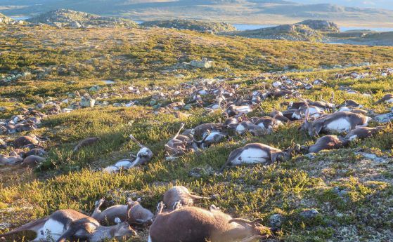 Гръмотевична буря уби повече от 300 елена в Норвегия