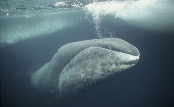 Китовете се върнаха в Арктика заради глобалното затопляне
