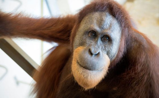 За първи път орангутан се научи да имитира човешки говор (видео)