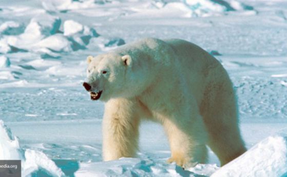 Руски учени - заложници на бели мечки в Арктика
