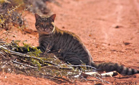 Котките са виновни за изчезването на 63 вида животни
